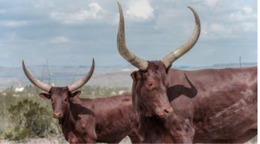 El Día Mundial de los Animales se celebra cada 4 de octubre.