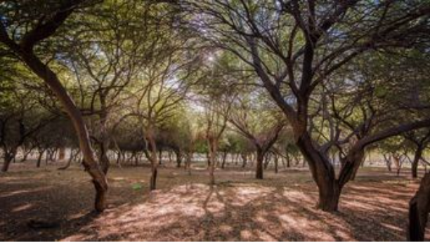 Peñoles promueve la reforestación con especies nativas y programas de educación ambiental en las regiones donde tiene operaciones.